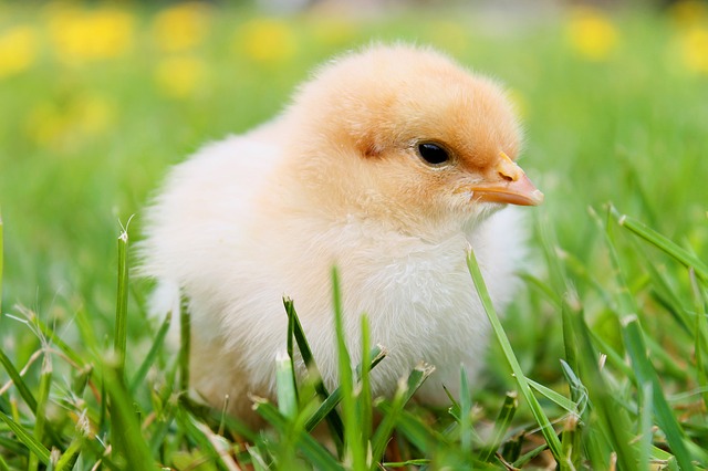 kuře v trávě