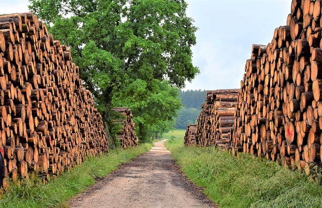 palivové dřevo